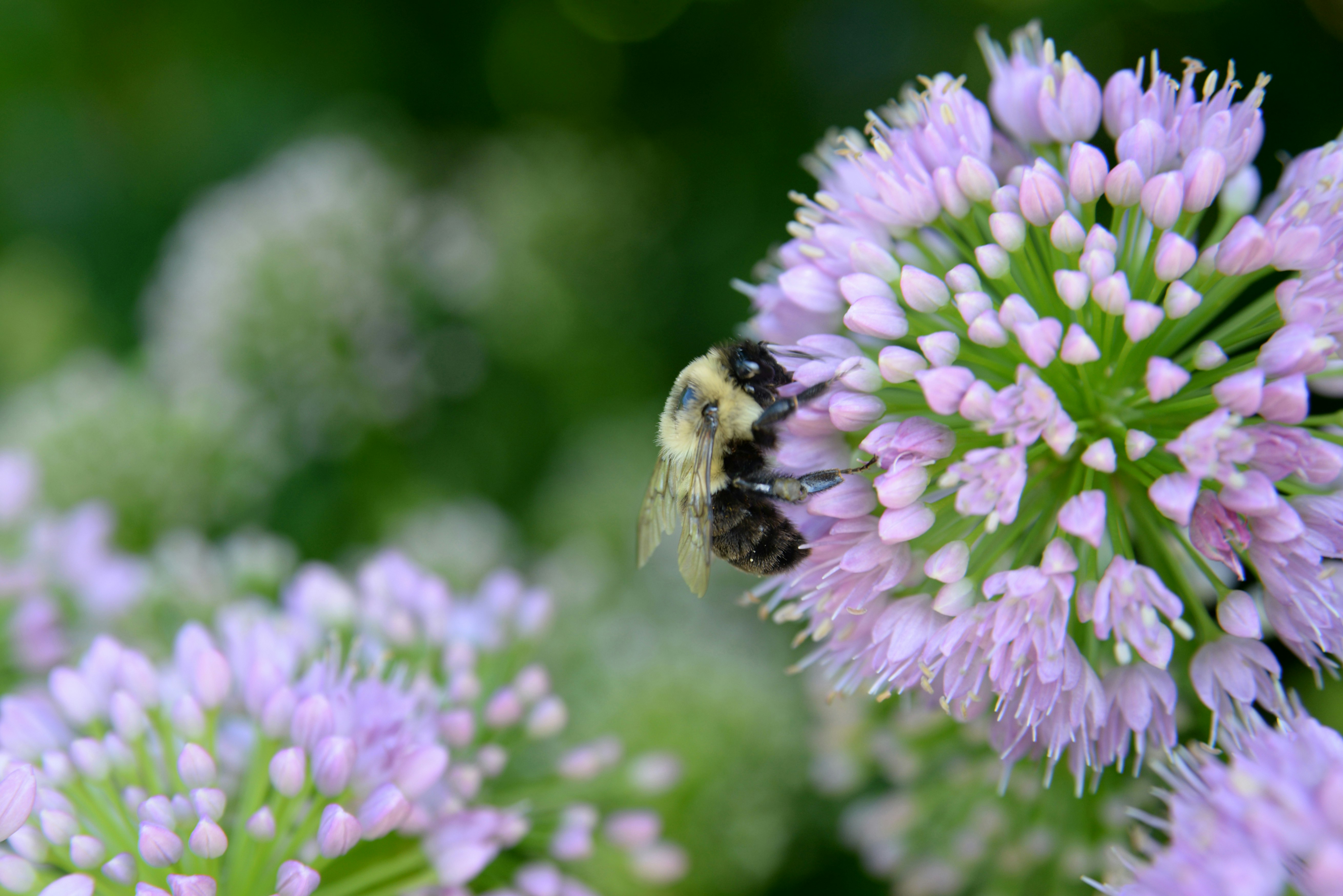 black and yellow bee on purple flower